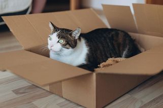 Muž poslal živou kočku v poštovním balíku z Vídně do Německa. U soudu vyvázl s podmínkou - Novinky